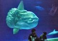 Siapa Sangka, Ikan Besar dan Menyeramkan Ini Ternyata Ramah dengan Manusia