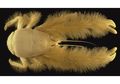 Yeti Crab, Penghuni Laut Dalam