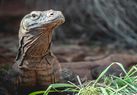Dikenal sebagai Hewan Endemik Indonesia, Di Mana Habitat Komodo?