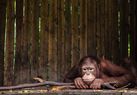 Ada Berapa Spesies Orang Utan?