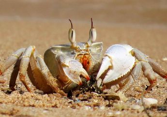 Tak Hanya Menyamping, Ada Juga Kepiting yang Jalannya Mundur