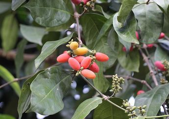 Tanaman ini Sering Dijadikan Sayur dan Emping, Tanaman Apakah itu?