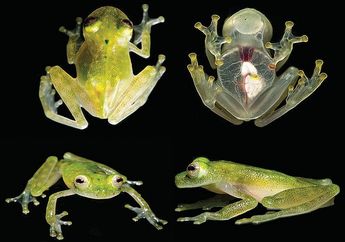 Wah, Katak di Amerika Selatan ini Memiliki Tubuh yang Transparan, lo!