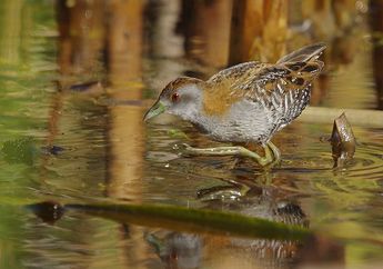 Tikusan Kerdil, Burung Pemalu yang Dapat Berjalan dengan Cepat