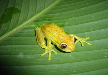 Unik! Katak Ini Punya Bintik di Tubuh dan Bisa Bercahaya dalam Gelap