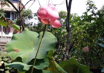 Walaupun Mirip, Bunga Seroja Ternyata Berbeda dari Bunga Teratai
