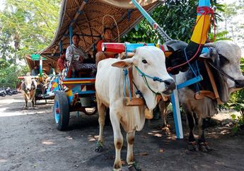Beda Sensasi dengan Delman, Yuk, Kita Coba Serunya Naik Gerobak Sapi!