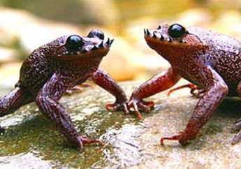Unik, Katak Satu Ini Punya ‘Kumis Duri’ di Mulutnya! Apa Fungsi?