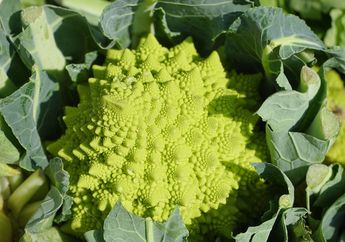 Romanesco, Sayuran Hijau Mirip Brokoli yang Unik dan Bermanfaat
