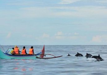 Yuk, Berkunjung ke Teluk Kiluan dan Lihat Lumba-Lumba di Alam Bebas