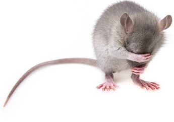 Sisa Makanan Tikus Membuat Penerbangan SpaceX Tertunda, Kok Bisa?
