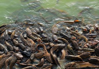 Ada Sekitar 2.900 Spesies Ikan Lele, Cari Tahu Fakta Unik Lele Lainnya