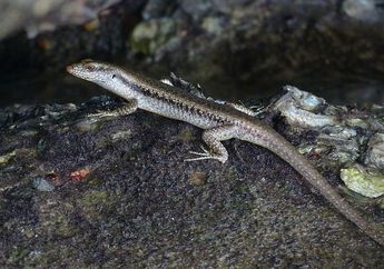 Emoia atrocostata, Kadal Unik yang Hidup di Ekosistem Pohon Mangrove