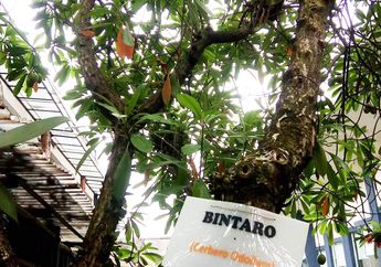 Sudah Tahu Asal Mula Nama Bintaro? Ternyata dari Pohon Ini!