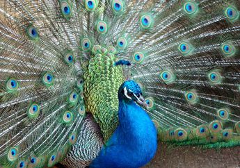 Burung Merak, Burung Terbesar dan Terindah yang Bisa Terbang