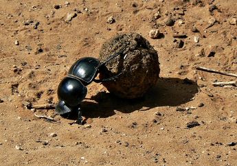 Unik, Kumbang Kotoran Menggunakan Kotoran Hewan untuk Menyimpan Telur