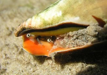 Siput Gonggong, Ikon Khas Bangka Belitung yang Terancam Punah
