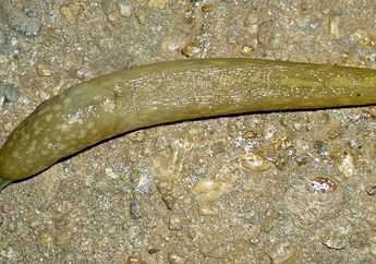 Siput Ini Muncul Lagi Setelah 80 Tahun Dianggap Punah, Kok Bisa?