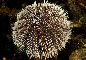 Landak Laut, Hewan Bulat yang Sering Disebut Sebagai Bulu Babi