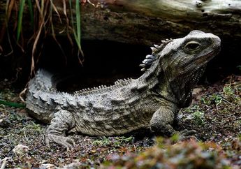 Tuatara, Teman Dinosaurus di Selandia Baru yang Masih Hidup
