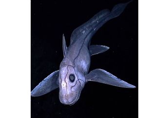 Teka-teki Hewan Misterius si Ikan 'Hiu Hantu' yang Sulit Terungkap