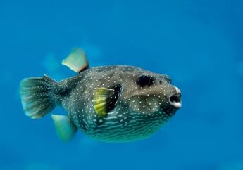Walaupun Beracun, Ikan Buntal Ternyata Jadi Makanan Spesial di Jepang