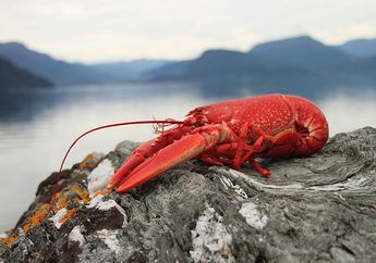 Mulai dari Saluran Urin di Wajah dan Perut di Kepala, Inilah Fakta Lobster!