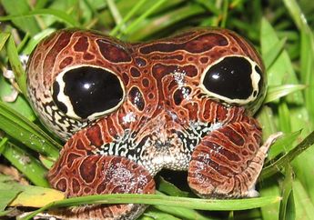 Percaya Atau Tidak, Ini Bukan Wajah Alien, Tapi Ini Seekor Katak!