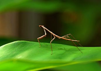6 Serangga Ini Jago Menyamar untuk Hindari Pemangsa, Seperti Apa?