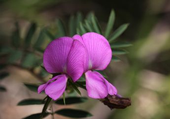 Darling Pea, Tanaman Berbunga Cantik yang Berbahaya bagi Para Domba
