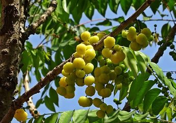 Rasanya Asam dan Punya Banyak Nama, Inilah Buah Ceremai