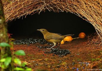 Namdur, Burung yang Mahir Menghias Sarangnya dengan Cantik
