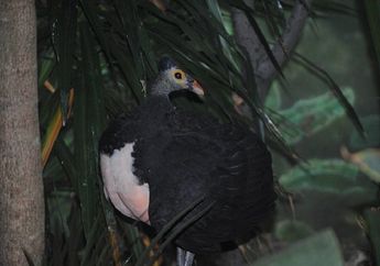 Ini Dia Fakta Menarik Burung Maleo yang Tidak Mengerami Telurnya