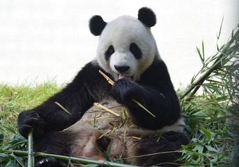 Termasuk Keluarga Beruang, Inilah 5 Fakta Unik Panda, si Tukang Tidur