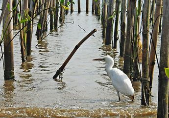Mengunjungi Pulau Dua di Pantai Utara Banten yang Dihuni Ribuan Burung
