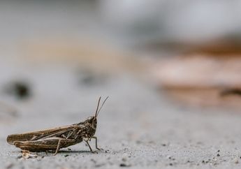 Bunyi Derik Jangkrik Bisa Menunjukkan Suhu Udara, Mengapa Begitu, ya?