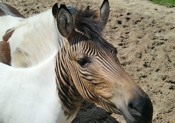 Berasal dari Persilangan Kuda, Kuda Poni, dan Zebra, Inilah Zebroid!
