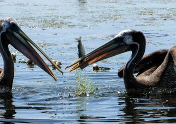 Burung Kormoran, Sahabat Nelayan untuk Memburu dan Mendapatkan Ikan