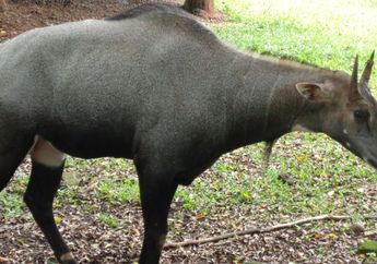 Nilgai, Sapi Biru yang Mirip Aneka Mamalia Lain