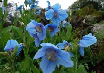 Kenalan dengan Blue Poppy, Bunga Biru yang Langka dan Misterius
