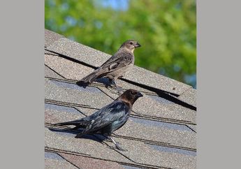 Cowbird, Burung yang Suka Bertelur di Sarang Burung Lain