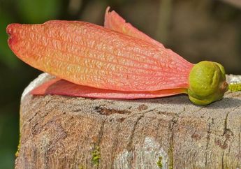 Pohon Kacang Meranti yang Tinggi, Bisa Mencapai 60 Meter, lo!