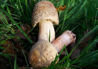 Mirip Jamur Kancing yang Bisa Dimakan, Ternyata Jamur Ini Mematikan