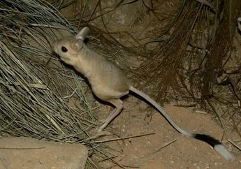 Perkenalkan! Jerboa, Hewan yang Kupingnya Mencapai Sepertiga Tubuhnya