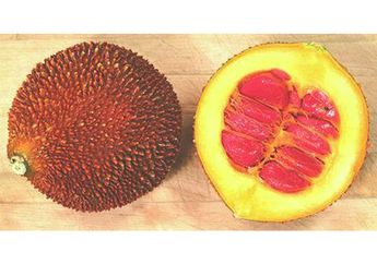 Inilah Buah Paling Menyehatkan di Dunia, Buah Apa Kira-kira?