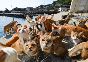 Jumlah Kucing di Pulau Ini Lebih Banyak Daripada Jumlah Manusianya