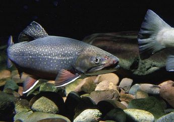 Ikan Trout, Ikan Air Tawar yang Mirip Salmon dan Suka Berkamuflase