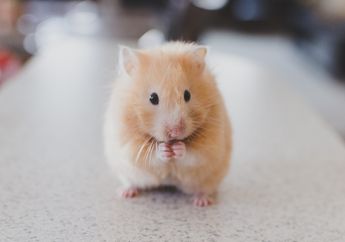 Ingin Memelihara Hamster? Lihat Dulu Fakta Uniknya