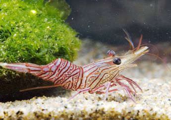 Perkenalkan, Udang Punuk Unta yang Memiliki Motif Indah di Tubuhnya