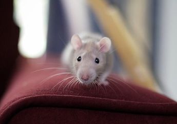 Tikus Got Suka Memburu Mencit, Beginilah Cara Mencit Menghindarinya